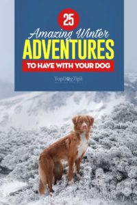 The Best Winter Adventures with Your Dog