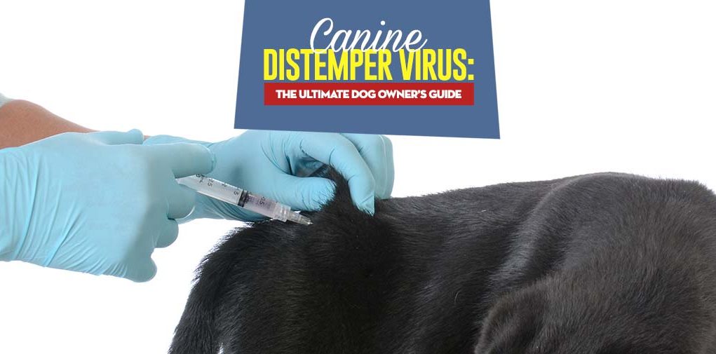 The Canine Distemper Virus Guide