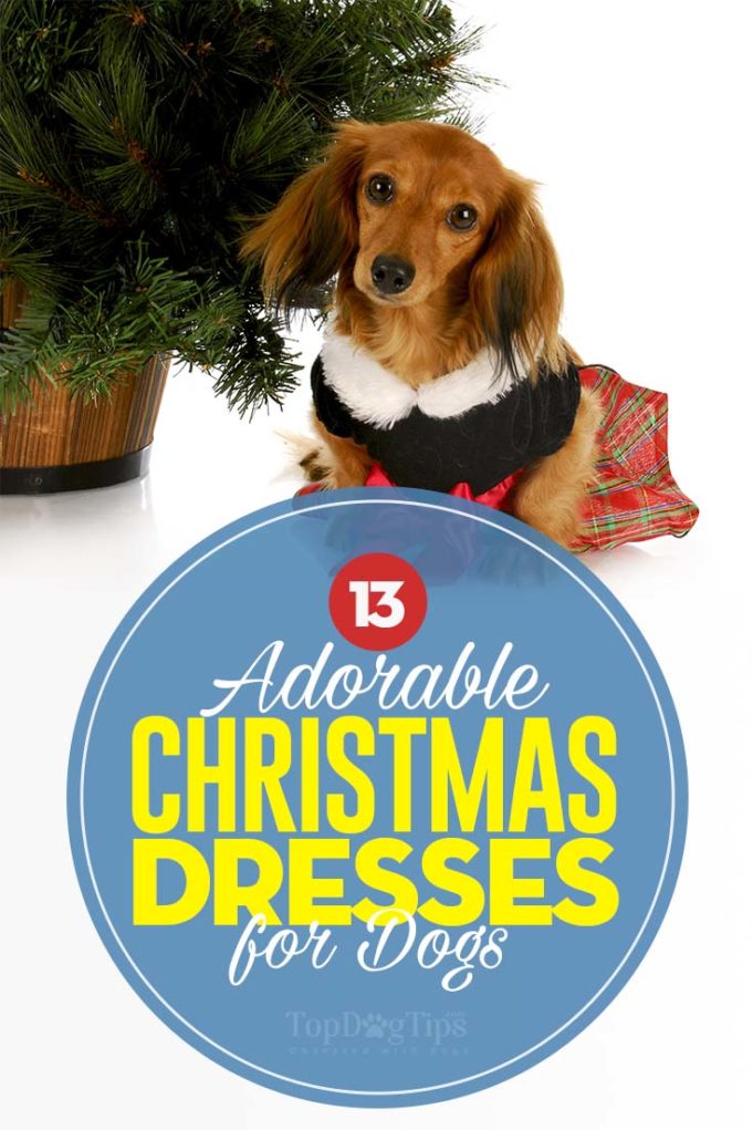 The Cutest Dog Christmas Dresses