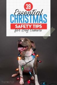 The Essential Dog Christmas Safety Tips for Pet Owners