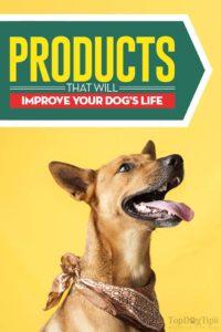 The Products That Improve Your Dog’s Life