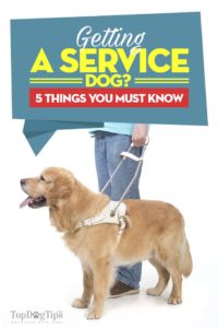 Things to Know When Getting A Service Dog