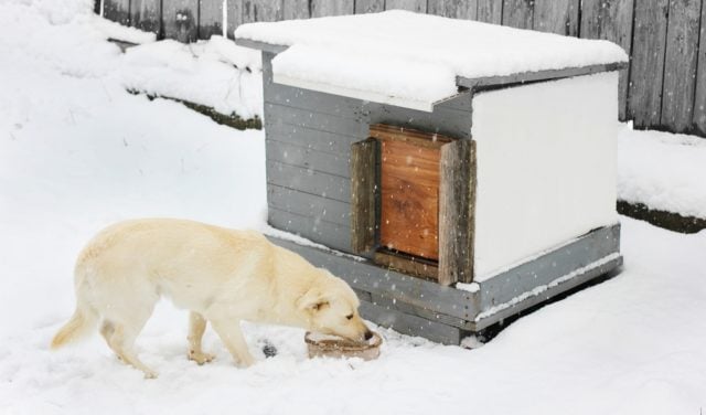 Things to Know When Keeping Dogs Outside in Winter