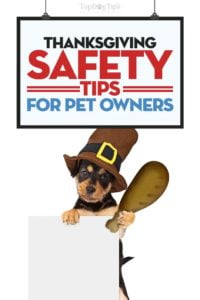 Top Thanksgiving Safety Tips for Pet Owners