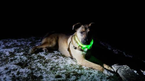 Use Fluorescent and Light-up Collars