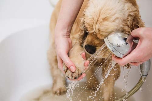 Wash and Dry Them Off When You Get Home