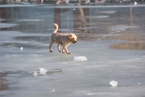 Watch Out for Frozen Bodies of Water