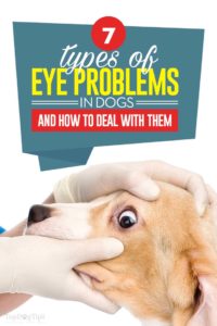 What Are Eye Problems in Dogs