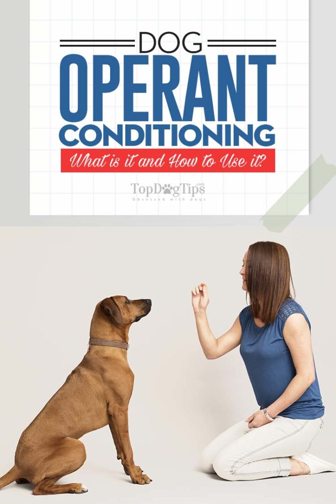 What Is Dog Operant Conditioning