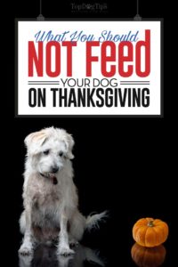 What Not to Feed Your Dogs on Thanksgiving