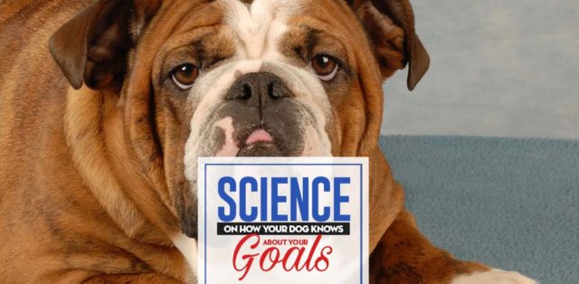 Your Dog Knows About Your Goals and Thinks They're Not Up to Snuff