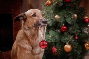 are christmas trees poisonous to dogs