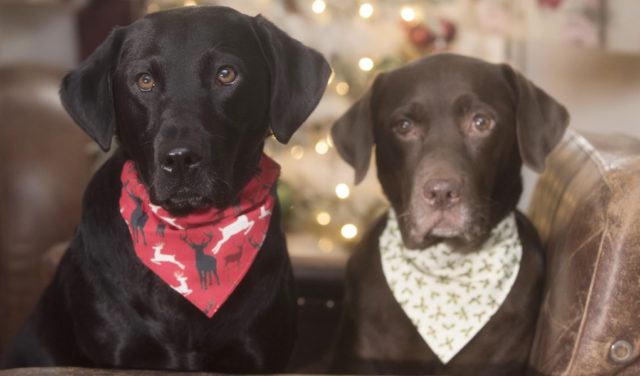 best Christmas dog bandanas