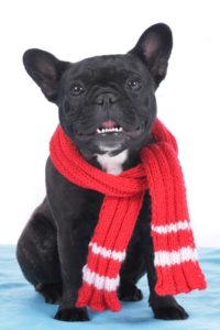 best dog Christmas scarf