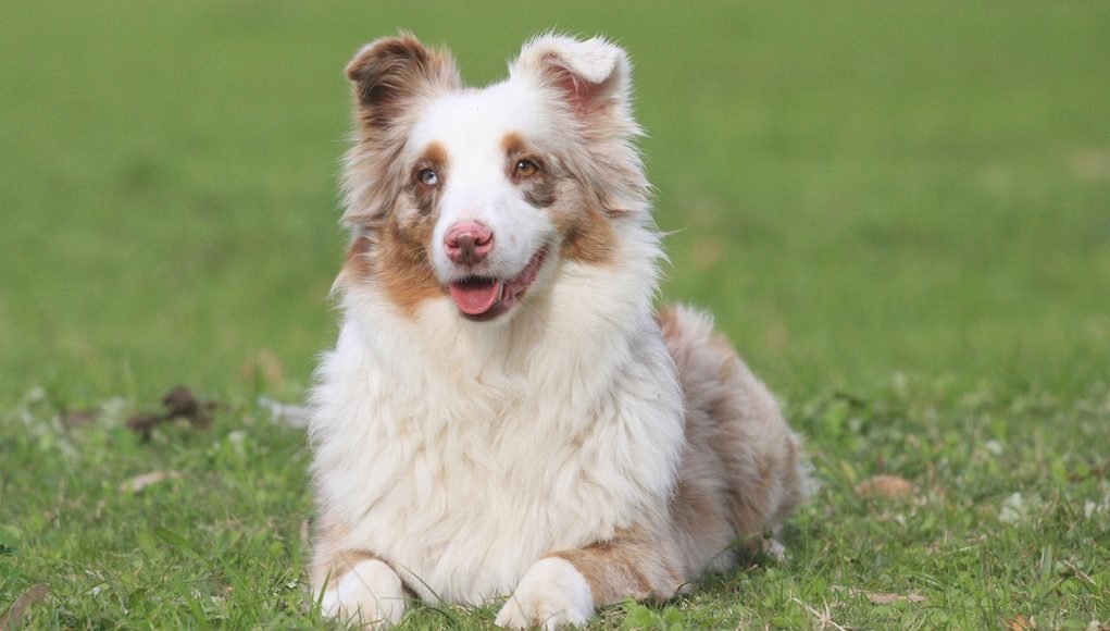 best dog food for Miniature American Shepherd