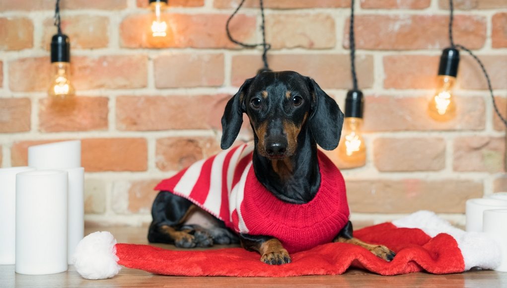 best ugly Christmas sweater for dogs