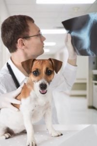 blood in dog urine