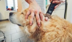 Hemangiosarcoma in dogs