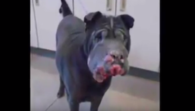 Dying “Hippo” Dog Gets Last Day Full of Love