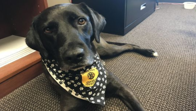 After Failing Careers 3 Times, Dog Finally Finds Purpose Helping People