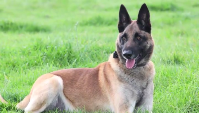 Dog Who Saved Soldiers’ Lives from the Taliban Gets Military’s Highest Award