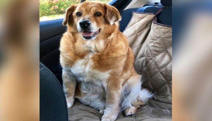 Watch the Epic Weight Loss Journey of this Obese Dog Unfold