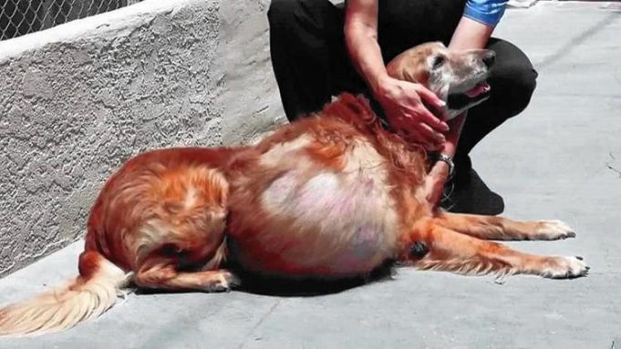 Woman Who Abandoned Dog with Enormous Tumor Receives Sentencing