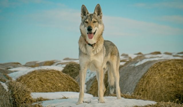 wolf dog breeds