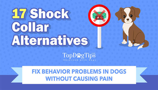 17 Alternatives to Shock Collars for Dogs