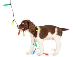 8 Ways to Puppy-proof Your Home for Christmas