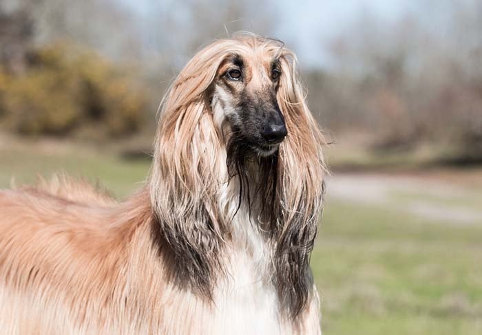 Afghan Hound