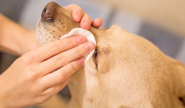 cleaning dog eye