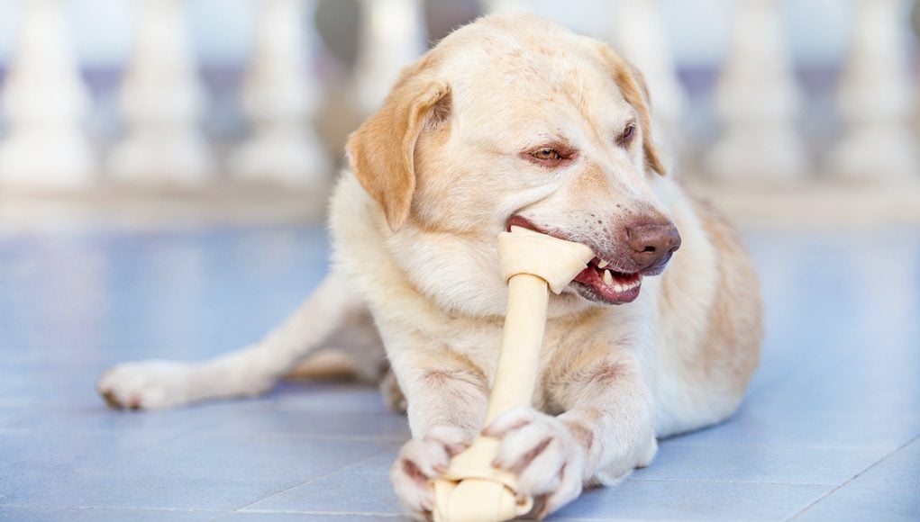 Are Rawhide Dog Treats Safe for Dogs