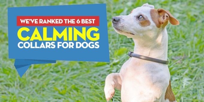 Best Calming Collar for Dogs