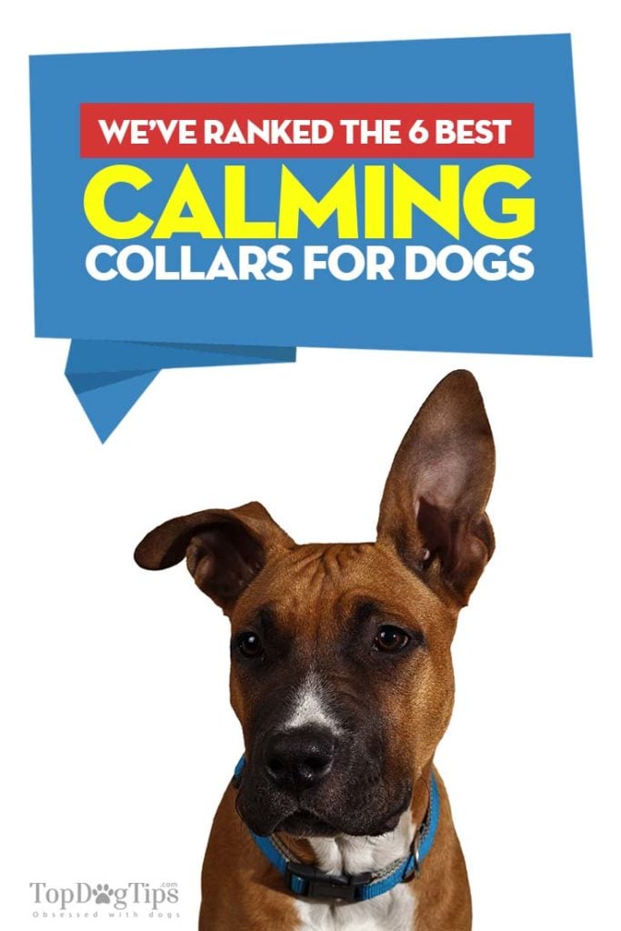 Best Calming Collars for Dogs to Soothe Anxiety