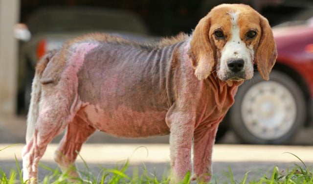 Best Dog Skin Infection Treatment