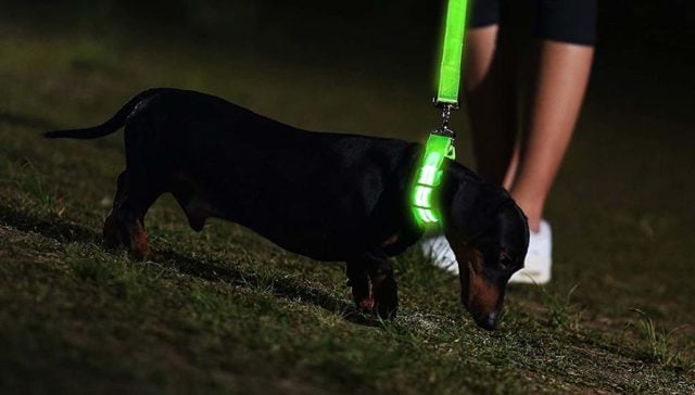 Best Light Up Collars for Dogs 2020 featured image