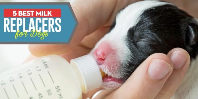 Best Puppy Milk Replacer Brands featured image