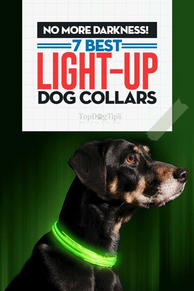 Best Rated Light Up Dog Collars 2020