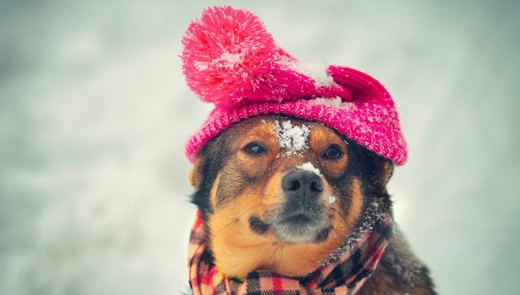 Best Winter Hats for Dogs