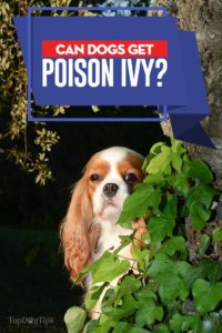 Can Dogs Get Poison Ivy