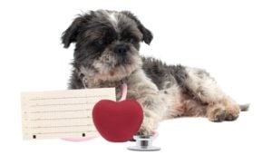 Congestive Heart Failure in Dogs