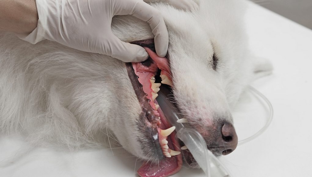 Dog Anesthesia