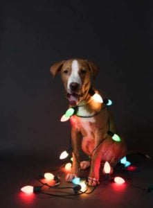 Dog Christmas dangers