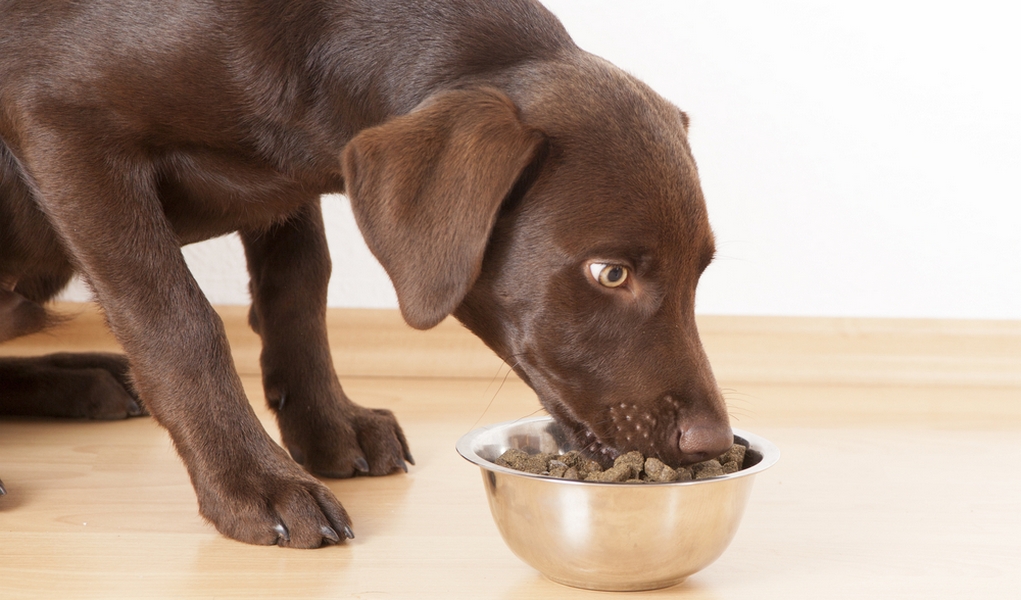 Dog Food Bowls That Slow Down Eating