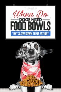 Dog Food Bowls That Slow Down Eating