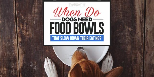 Dog Food Bowls That Slow Down Eating in Dogs