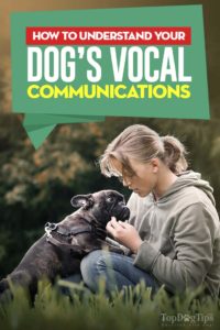 Dog Sounds: What Is Your Dog Saying to You?