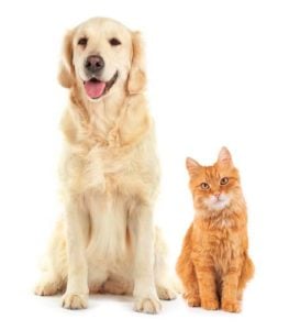 Dog and Cat