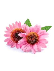 Echinacea for parvovirus